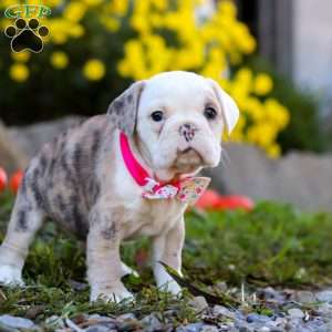 Mila, Beabull Puppy